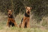 AIREDALE TERRIER 363